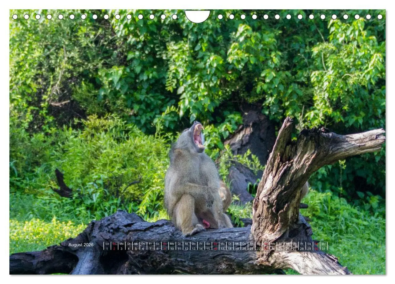 Bild: 9783516197679 | Abenteuer Botswana Afrika - Adventure Botswana (Wandkalender 2026...