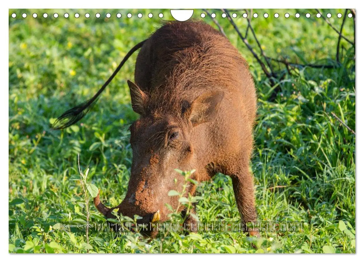 Bild: 9783516197679 | Abenteuer Botswana Afrika - Adventure Botswana (Wandkalender 2026...