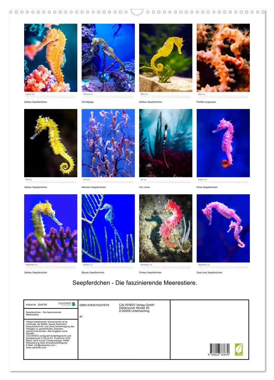 Bild: 9783516337679 | Seepferdchen - Die faszinierende Meerestiere. (Wandkalender 2026...