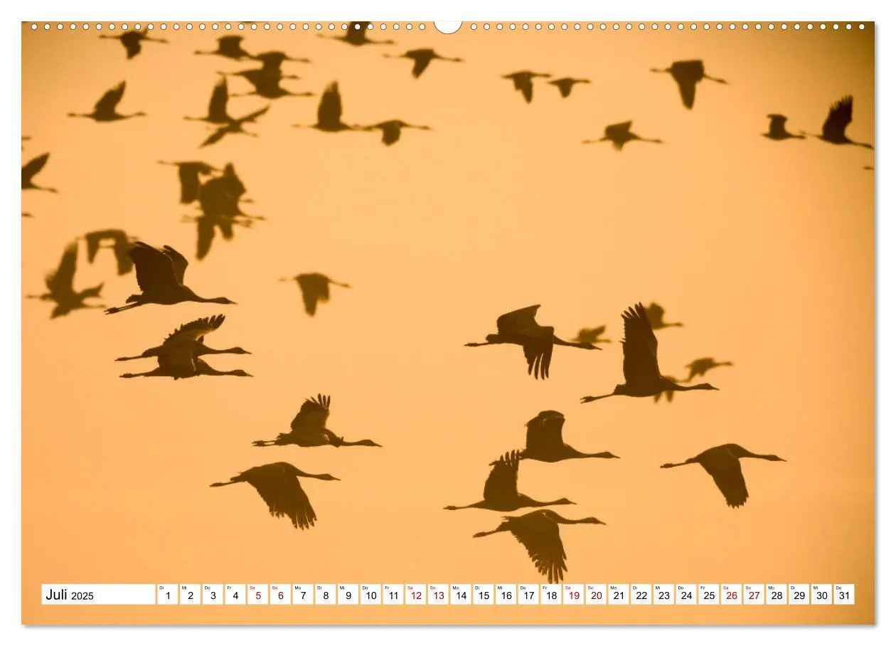 Bild: 9783383788079 | Bei den Kranichen (Wandkalender 2025 DIN A2 quer), CALVENDO...