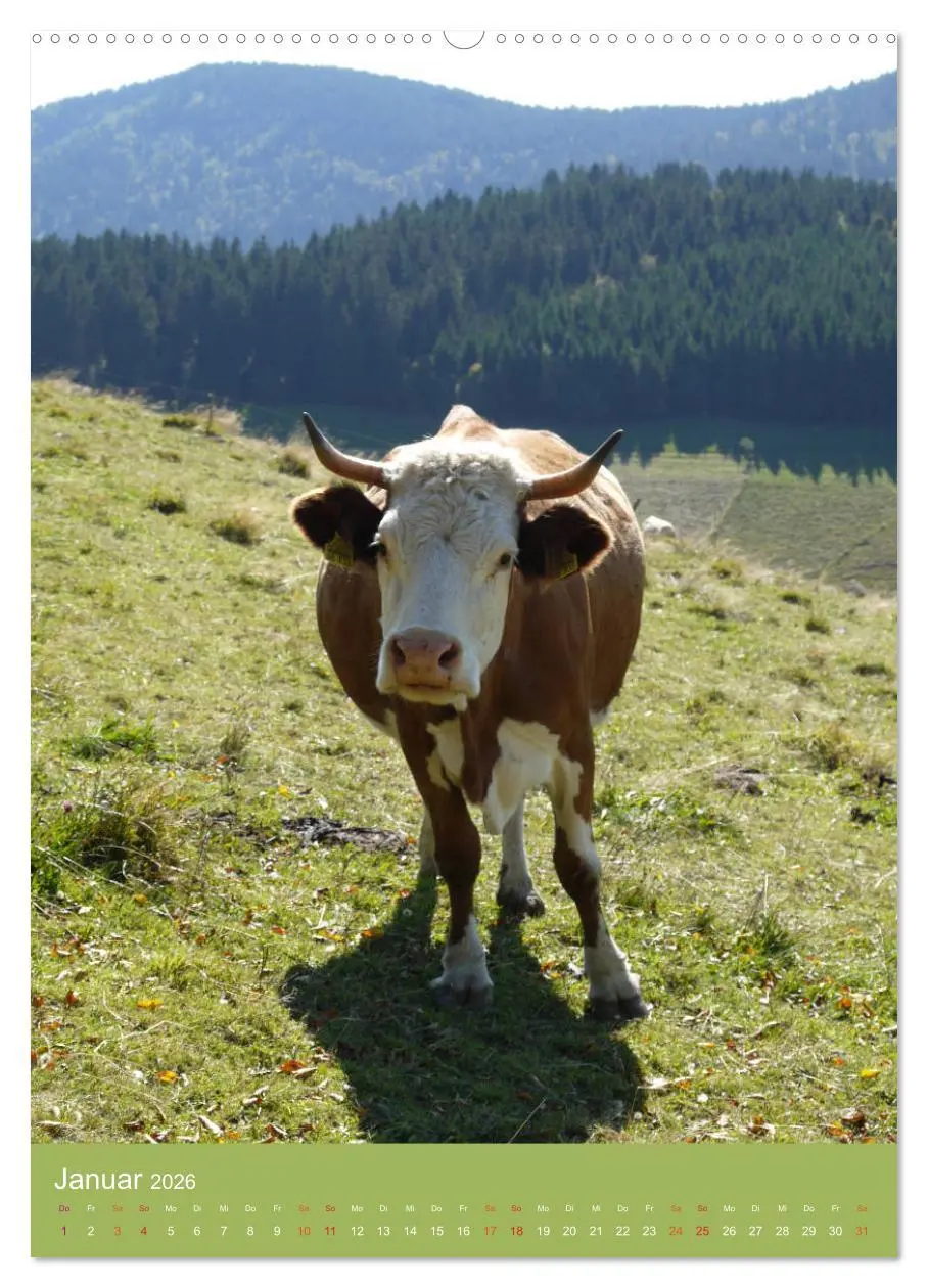 Bild: 9783516438079 | Schwarzwald und Kühe im Hochformat (Wandkalender 2026 DIN A2 hoch),...