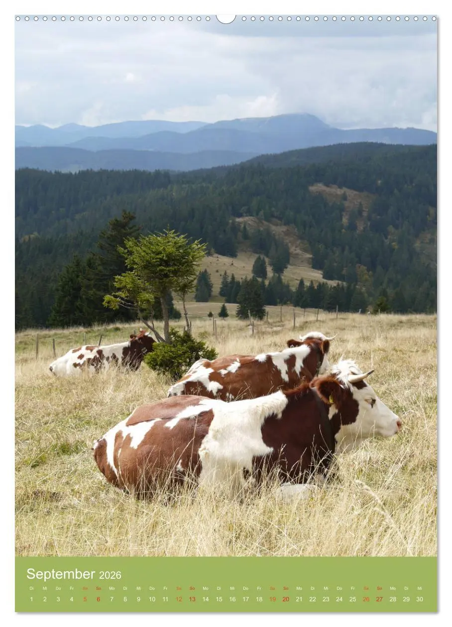 Bild: 9783516438079 | Schwarzwald und Kühe im Hochformat (Wandkalender 2026 DIN A2 hoch),...