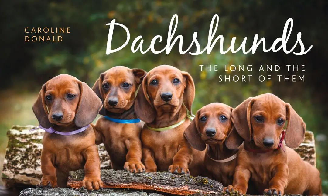 Cover: 9781910258279 | Dachshunds | The Long and the Short of Them | Caroline Donald | Buch