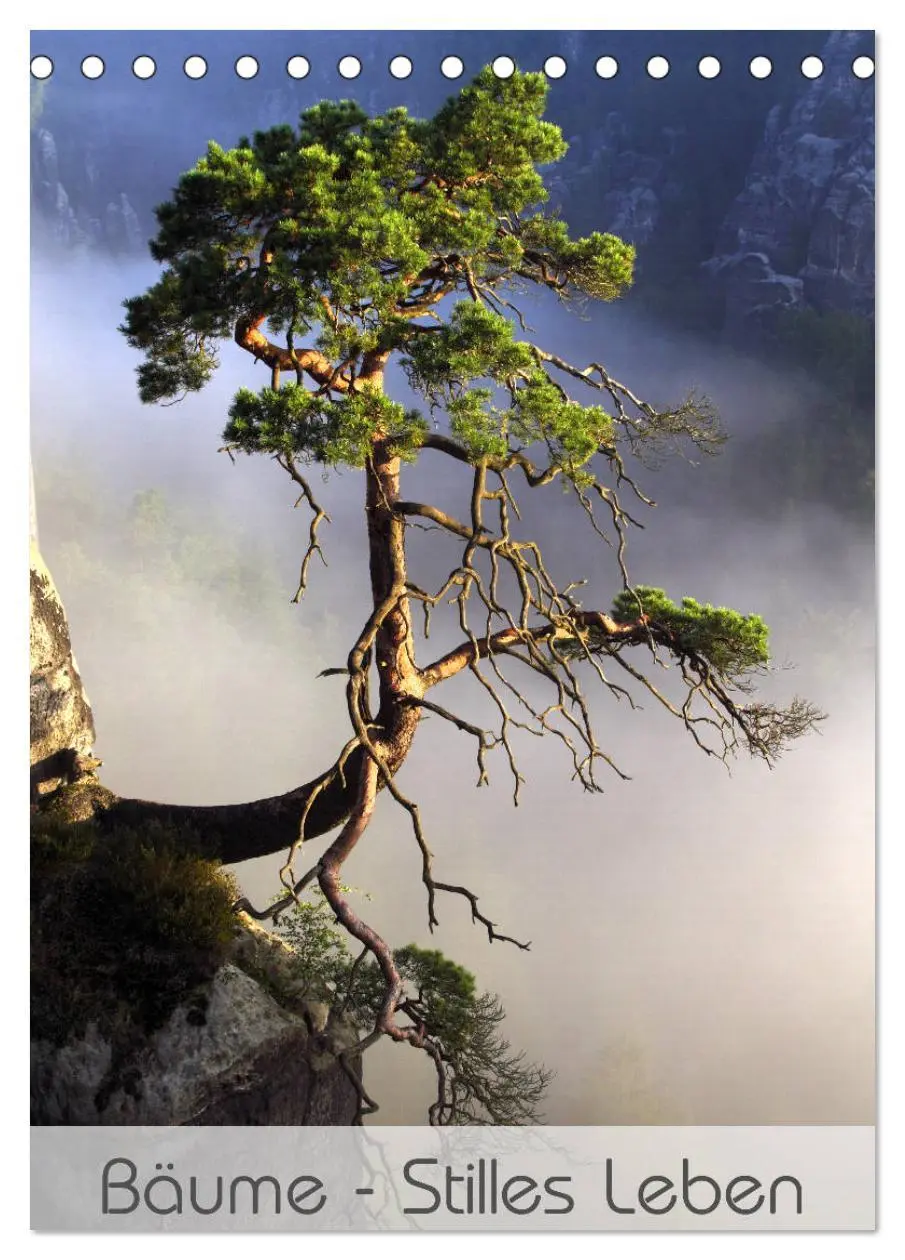 Cover: 9783516418279 | Bäume - Stilles Leben (Tischkalender 2026 DIN A5 hoch), CALVENDO...