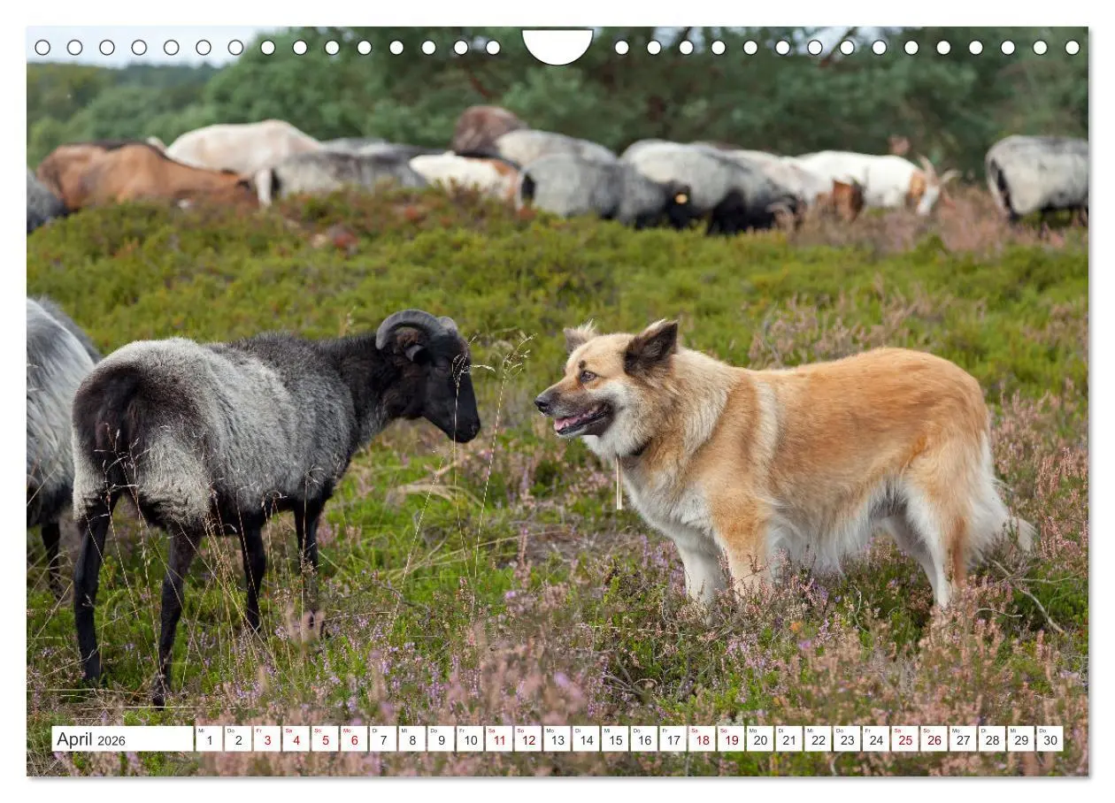 Bild: 9783457628379 | Die Lüneburger Heide - Ausflugsziel im Norden (Wandkalender 2026...