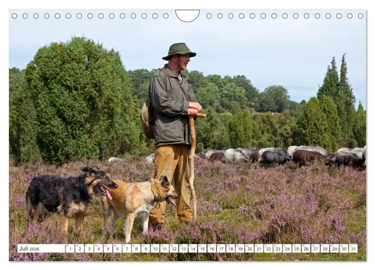Bild: 9783457628379 | Die Lüneburger Heide - Ausflugsziel im Norden (Wandkalender 2026...