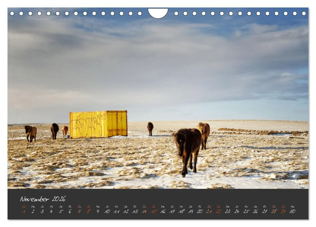 Bild: 9783457308479 | Islandpferde im Isi-Land (Wandkalender 2026 DIN A4 quer), CALVENDO...
