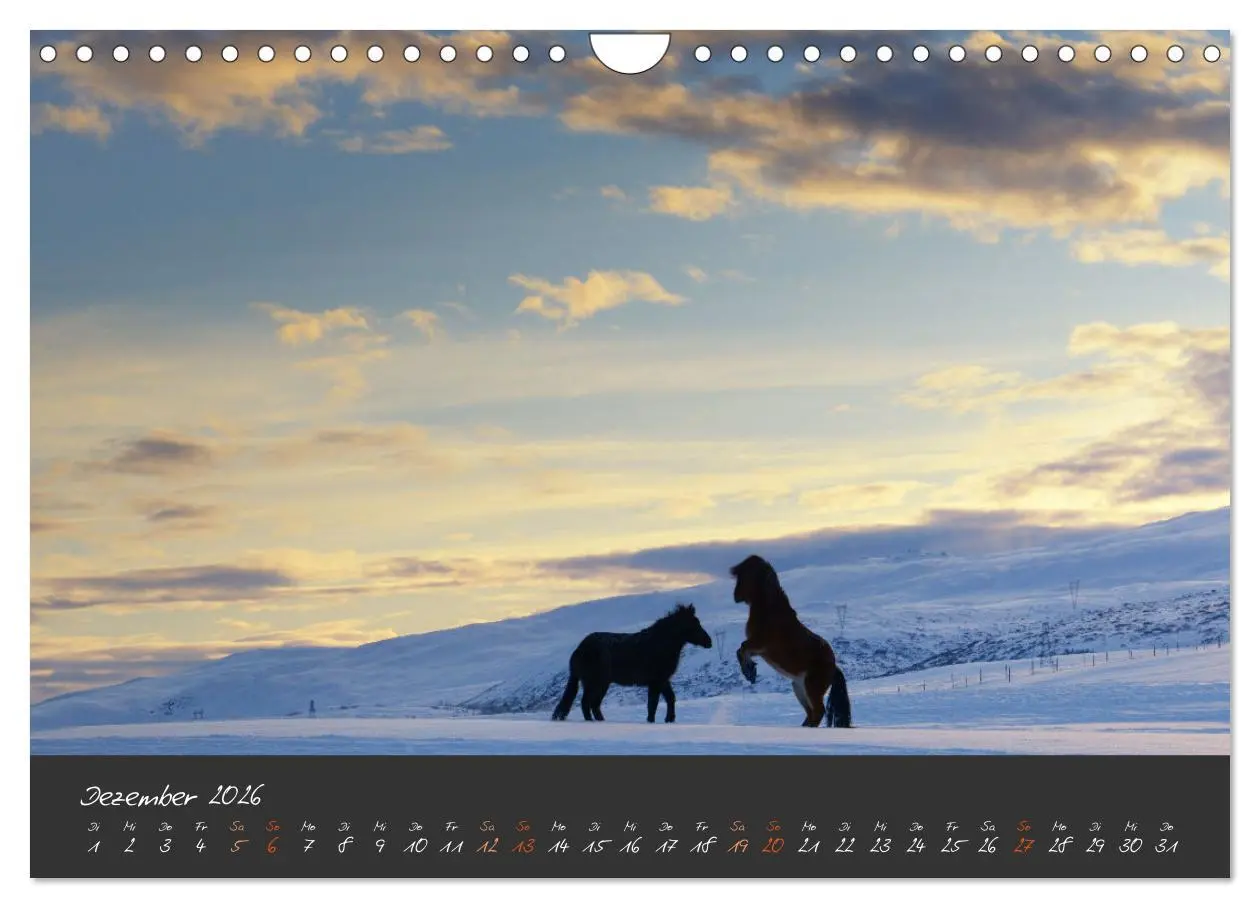 Bild: 9783457308479 | Islandpferde im Isi-Land (Wandkalender 2026 DIN A4 quer), CALVENDO...