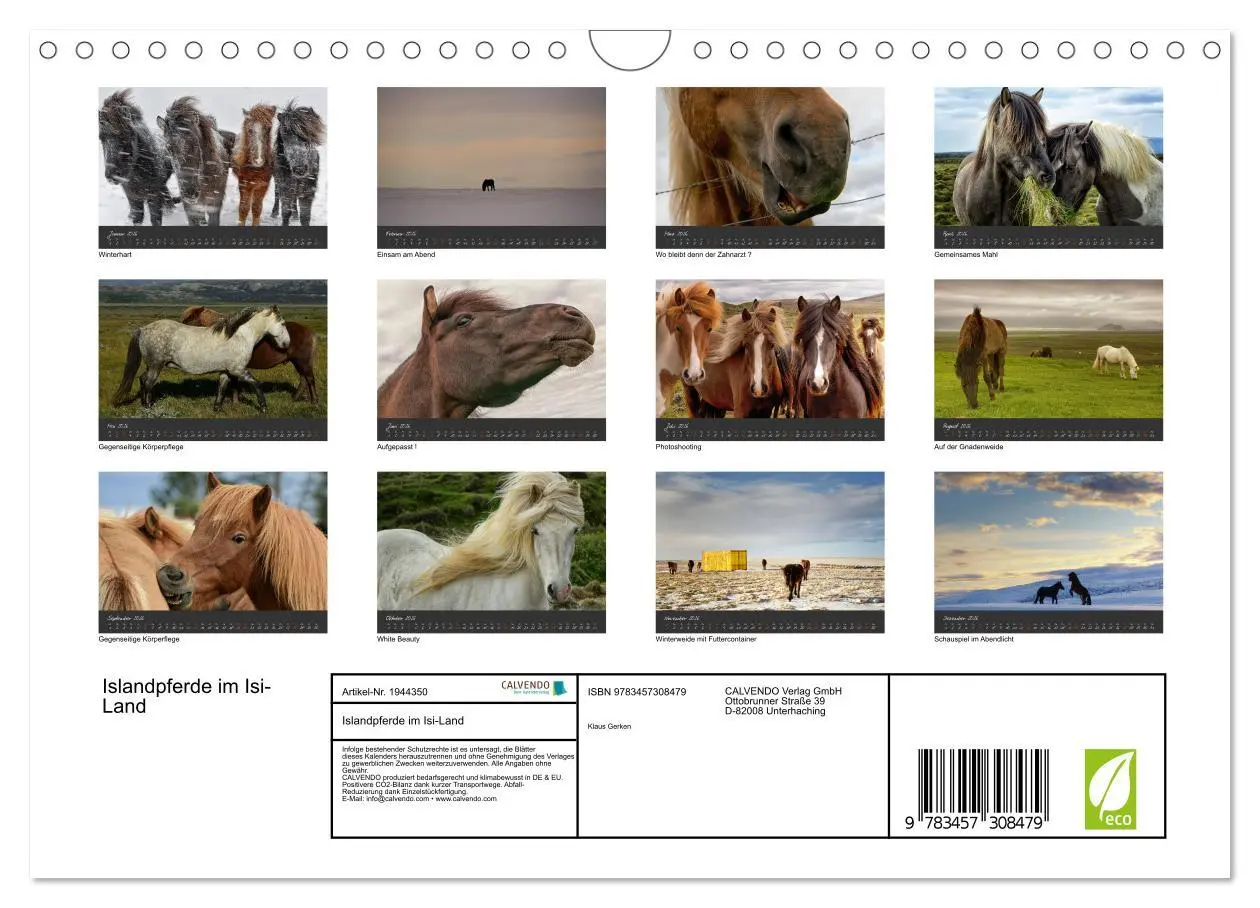 Bild: 9783457308479 | Islandpferde im Isi-Land (Wandkalender 2026 DIN A4 quer), CALVENDO...