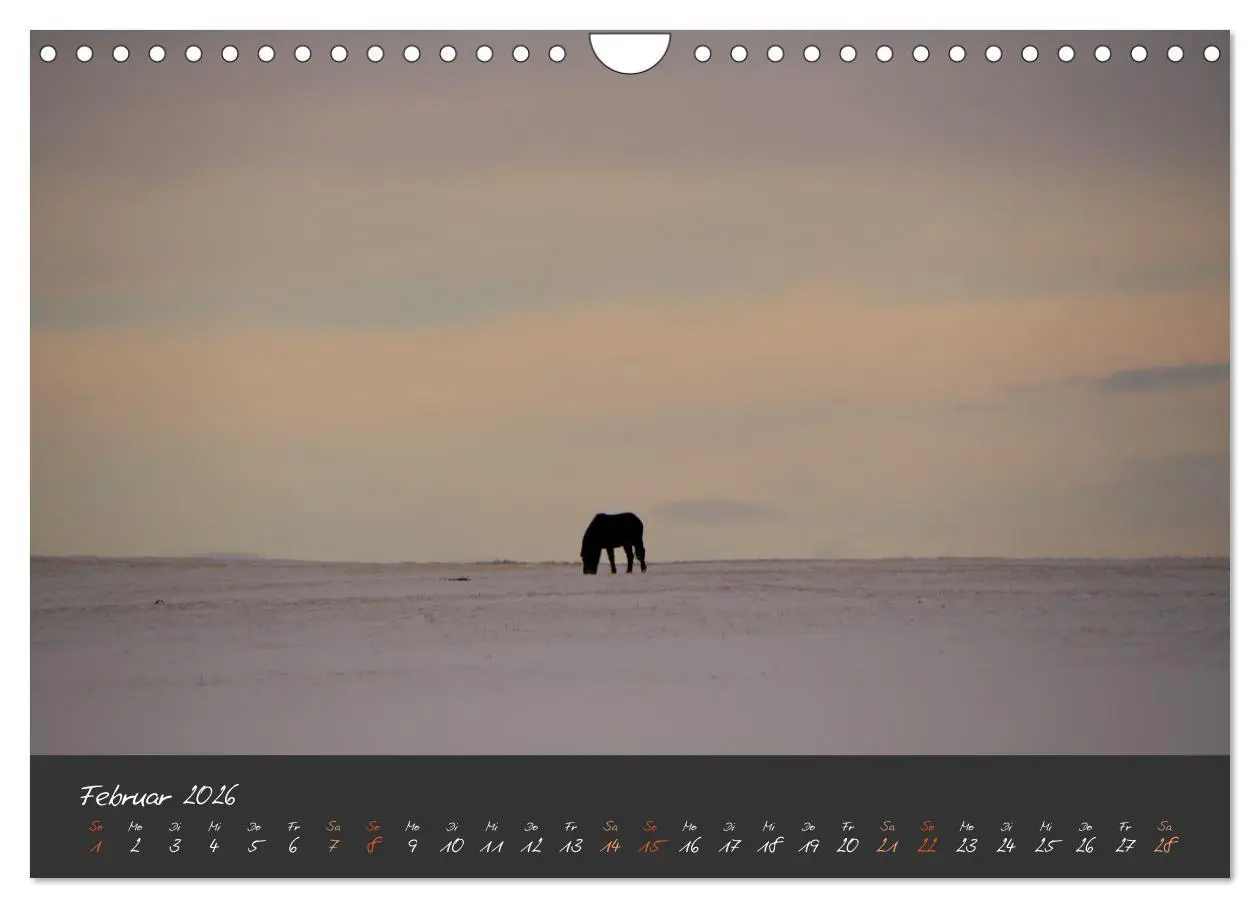 Bild: 9783457308479 | Islandpferde im Isi-Land (Wandkalender 2026 DIN A4 quer), CALVENDO...