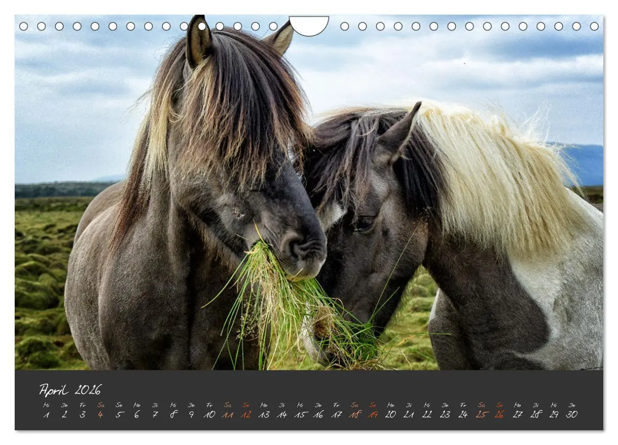 Bild: 9783457308479 | Islandpferde im Isi-Land (Wandkalender 2026 DIN A4 quer), CALVENDO...