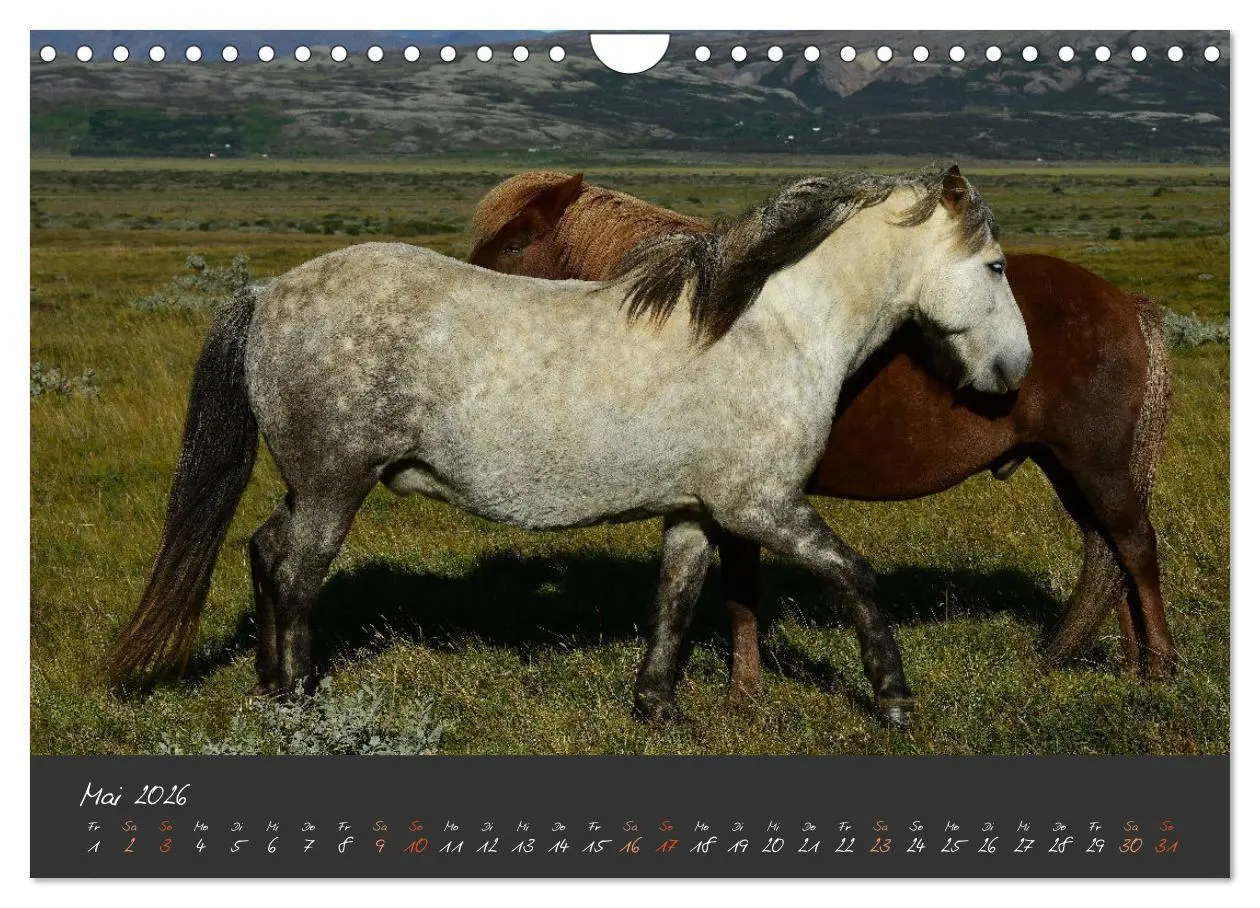Bild: 9783457308479 | Islandpferde im Isi-Land (Wandkalender 2026 DIN A4 quer), CALVENDO...