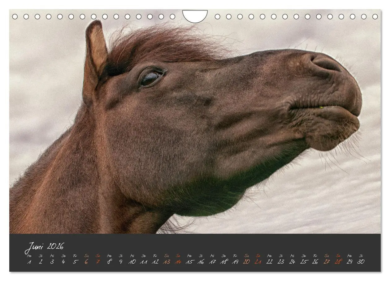 Bild: 9783457308479 | Islandpferde im Isi-Land (Wandkalender 2026 DIN A4 quer), CALVENDO...
