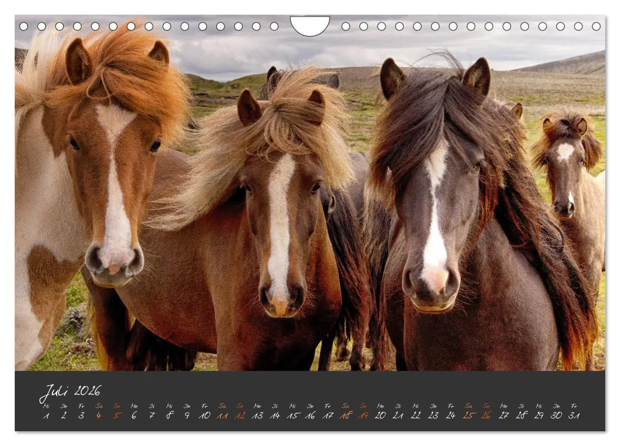 Bild: 9783457308479 | Islandpferde im Isi-Land (Wandkalender 2026 DIN A4 quer), CALVENDO...