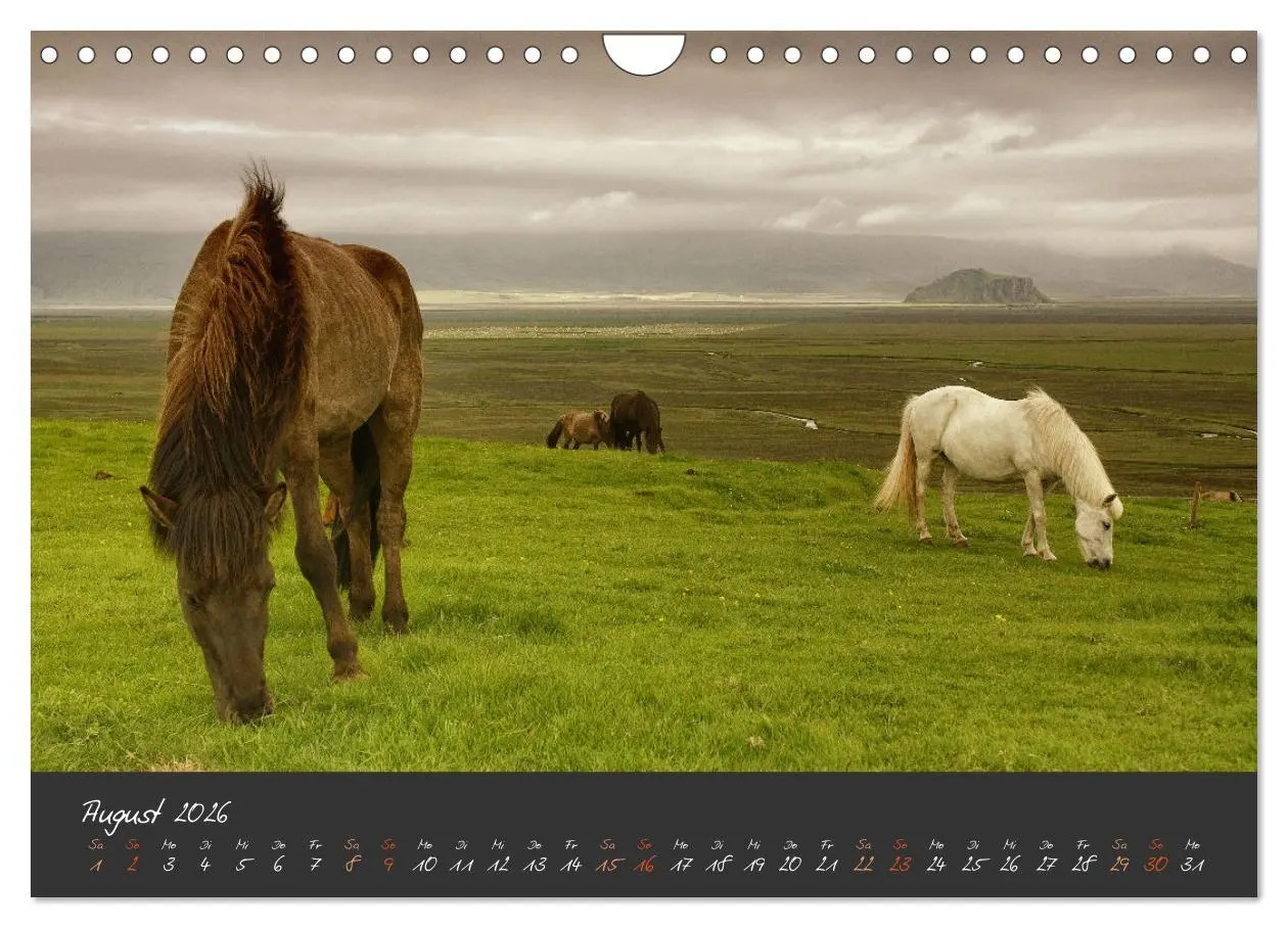 Bild: 9783457308479 | Islandpferde im Isi-Land (Wandkalender 2026 DIN A4 quer), CALVENDO...