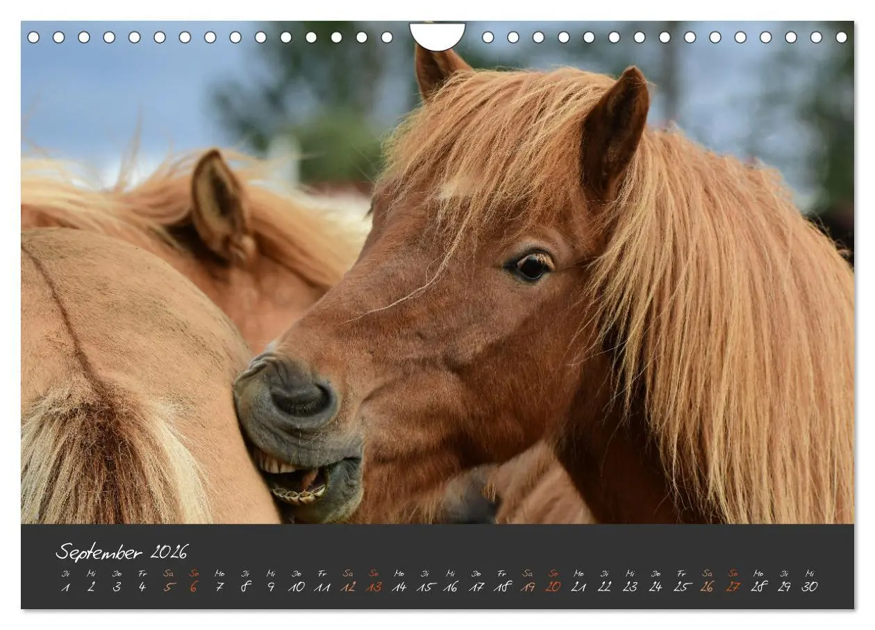 Bild: 9783457308479 | Islandpferde im Isi-Land (Wandkalender 2026 DIN A4 quer), CALVENDO...