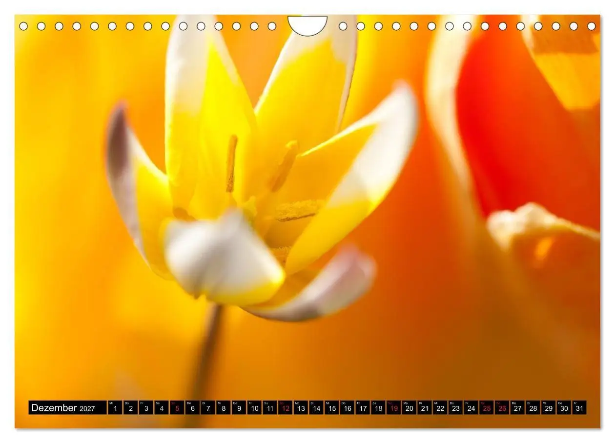 Bild: 9783594098479 | BLUMEN Zauber der Farben und Formen (Wandkalender 2027 DIN A4...