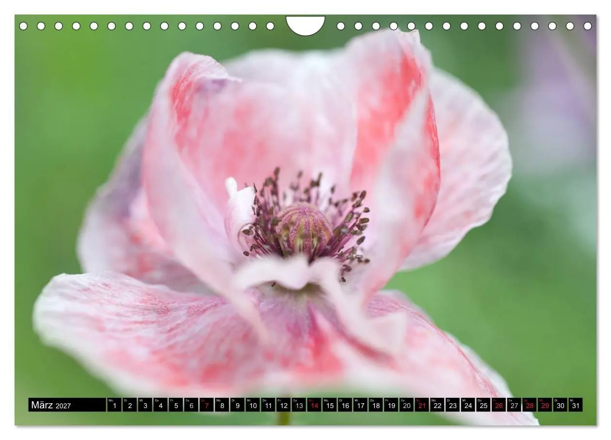 Bild: 9783594098479 | BLUMEN Zauber der Farben und Formen (Wandkalender 2027 DIN A4...