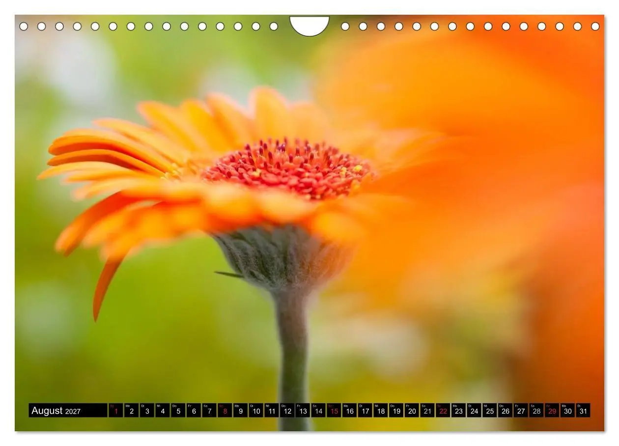 Bild: 9783594098479 | BLUMEN Zauber der Farben und Formen (Wandkalender 2027 DIN A4...