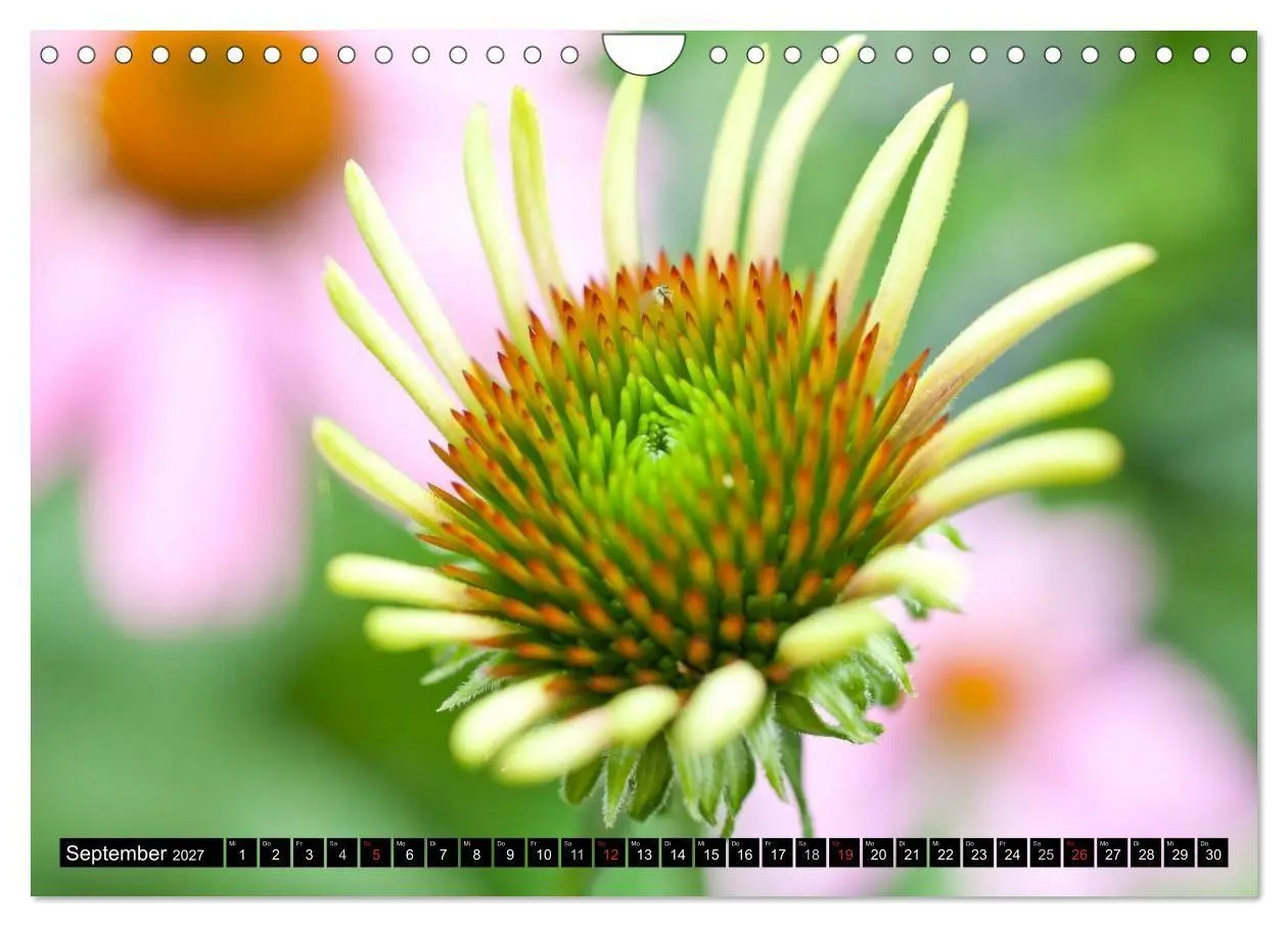 Bild: 9783594098479 | BLUMEN Zauber der Farben und Formen (Wandkalender 2027 DIN A4...