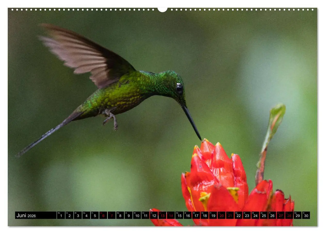 Bild: 9783457848579 | Traumwelt Ecuador (Wandkalender 2026 DIN A2 quer), CALVENDO...