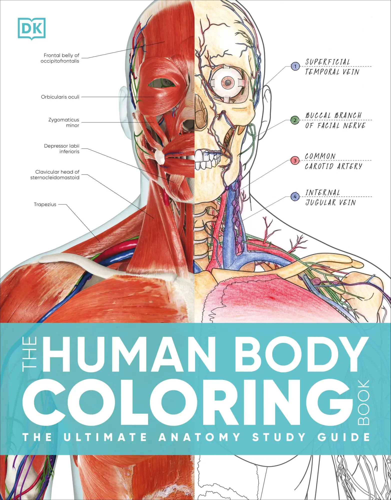 Cover: 9780744098679 | The Human Body Coloring Book | Dk | Taschenbuch | Buch | Englisch