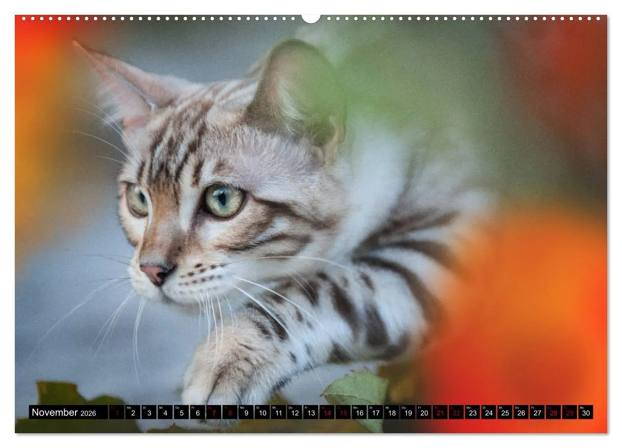Bild: 9783457838679 | Bengalen Outdoor und Action (Wandkalender 2026 DIN A2 quer),...