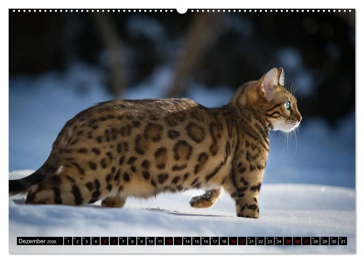 Bild: 9783457838679 | Bengalen Outdoor und Action (Wandkalender 2026 DIN A2 quer),...
