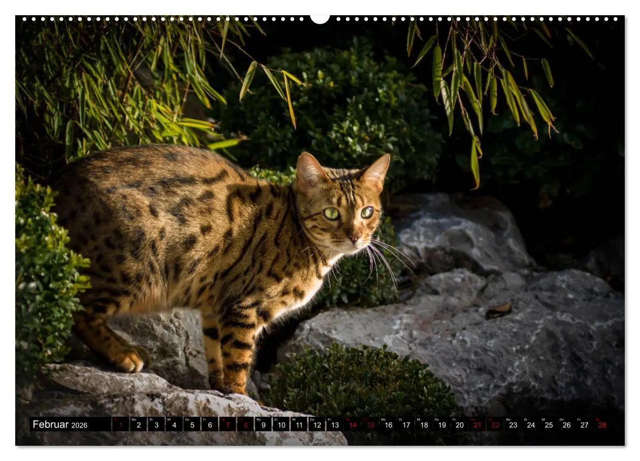 Bild: 9783457838679 | Bengalen Outdoor und Action (Wandkalender 2026 DIN A2 quer),...