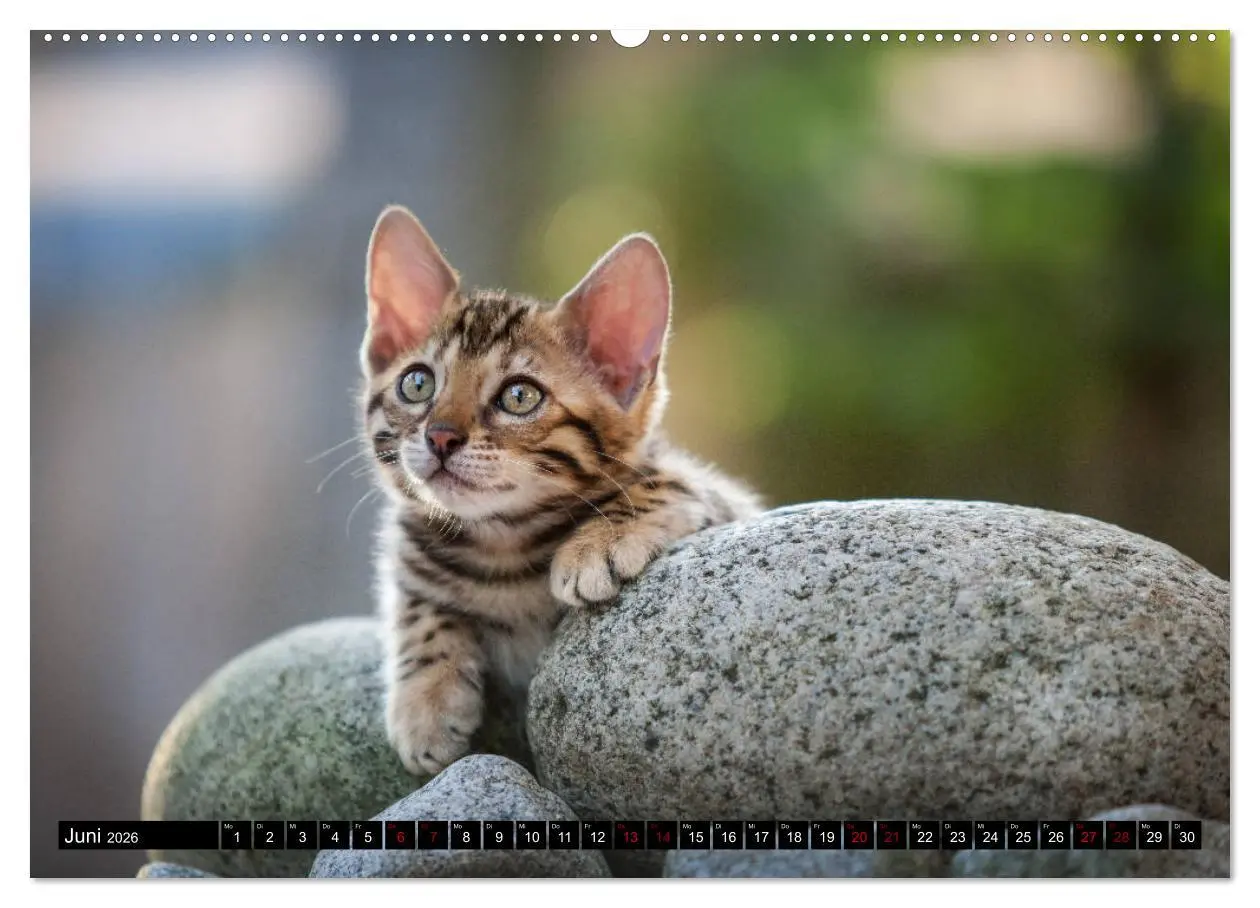 Bild: 9783457838679 | Bengalen Outdoor und Action (Wandkalender 2026 DIN A2 quer),...