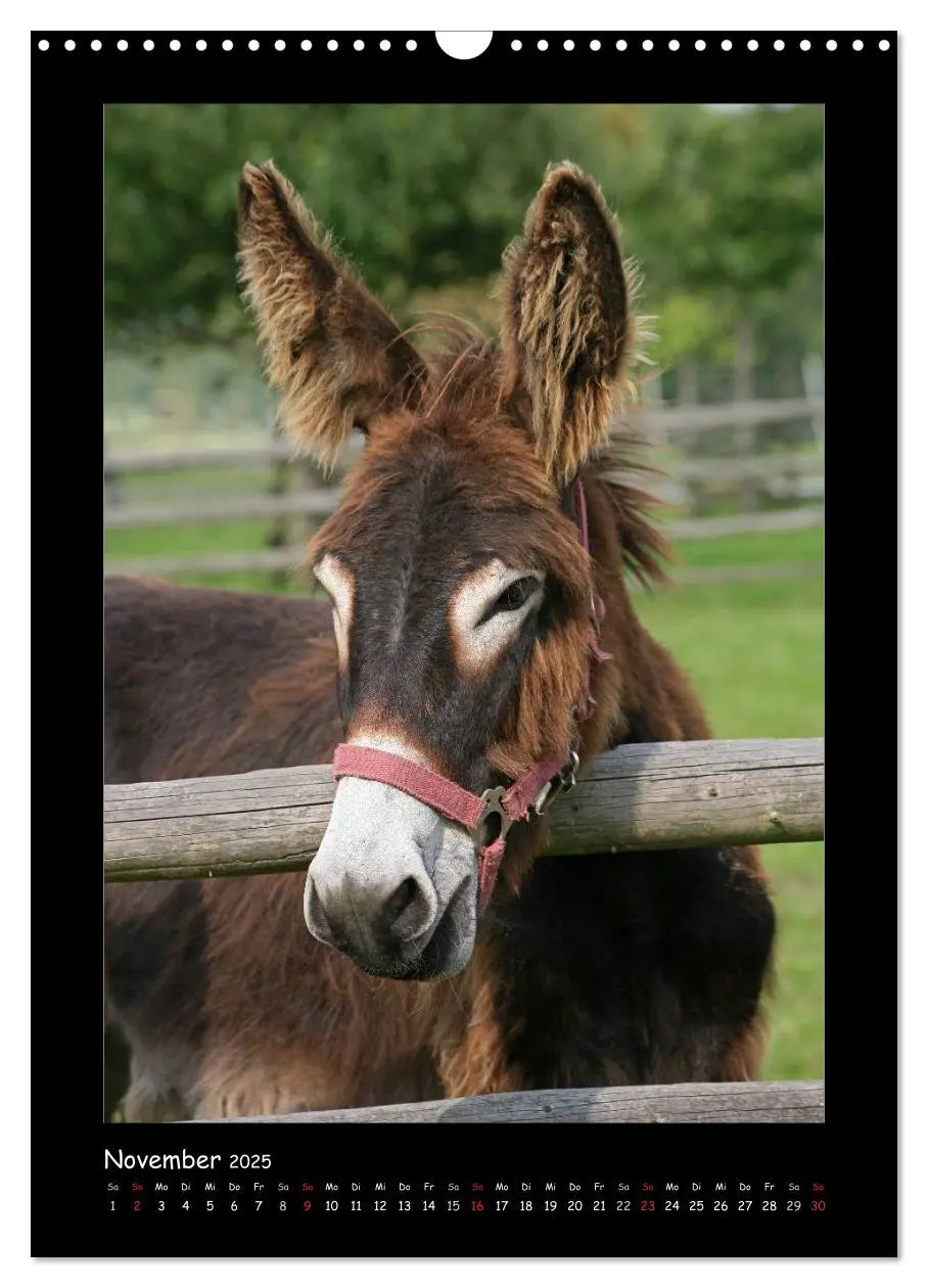 Bild: 9783457068779 | Esel und Mulis (Wandkalender 2025 DIN A3 hoch), CALVENDO...