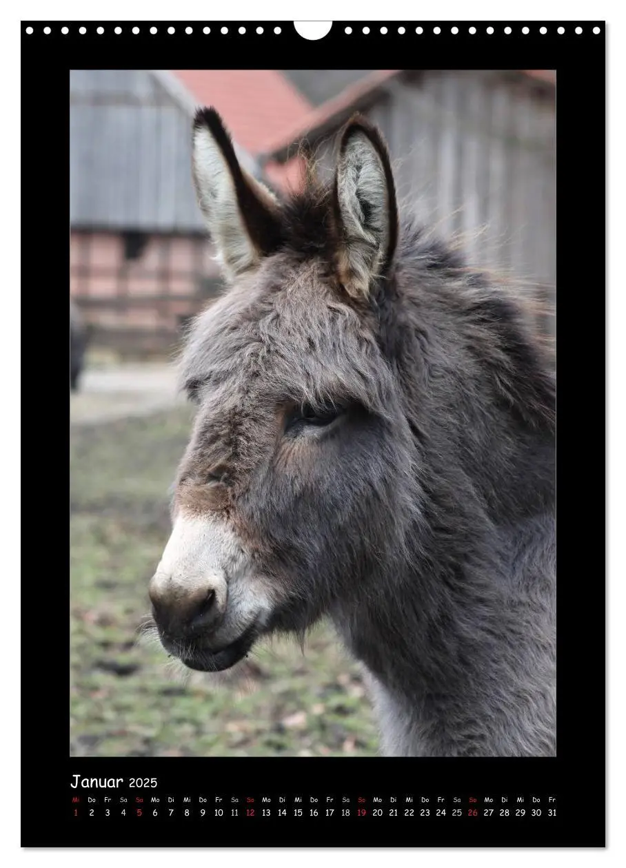 Bild: 9783457068779 | Esel und Mulis (Wandkalender 2025 DIN A3 hoch), CALVENDO...