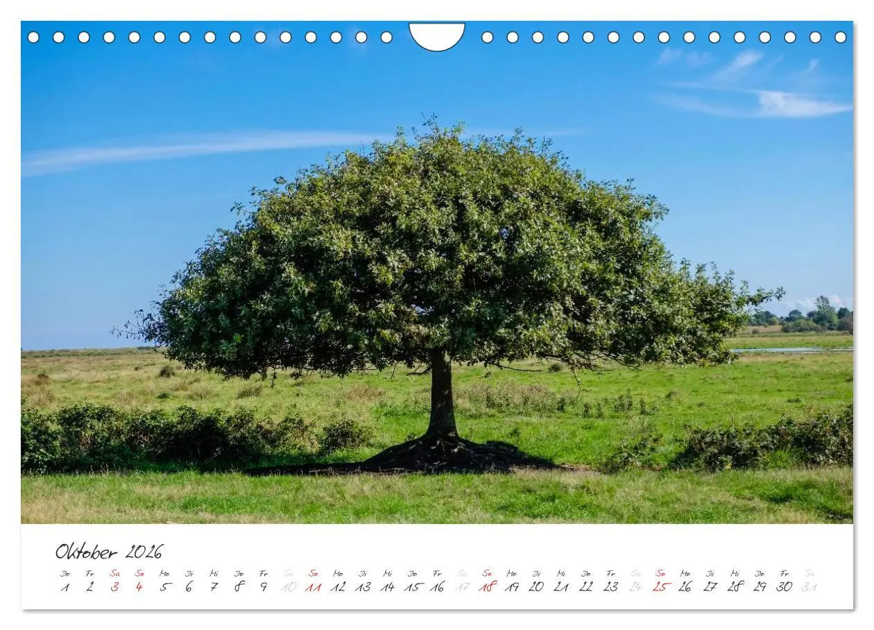 Bild: 9783516088779 | Geltinger Birk (Wandkalender 2026 DIN A4 quer), CALVENDO...