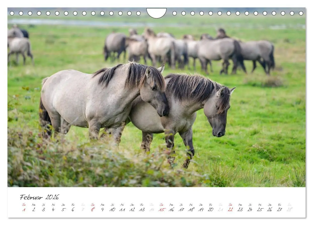 Bild: 9783516088779 | Geltinger Birk (Wandkalender 2026 DIN A4 quer), CALVENDO...