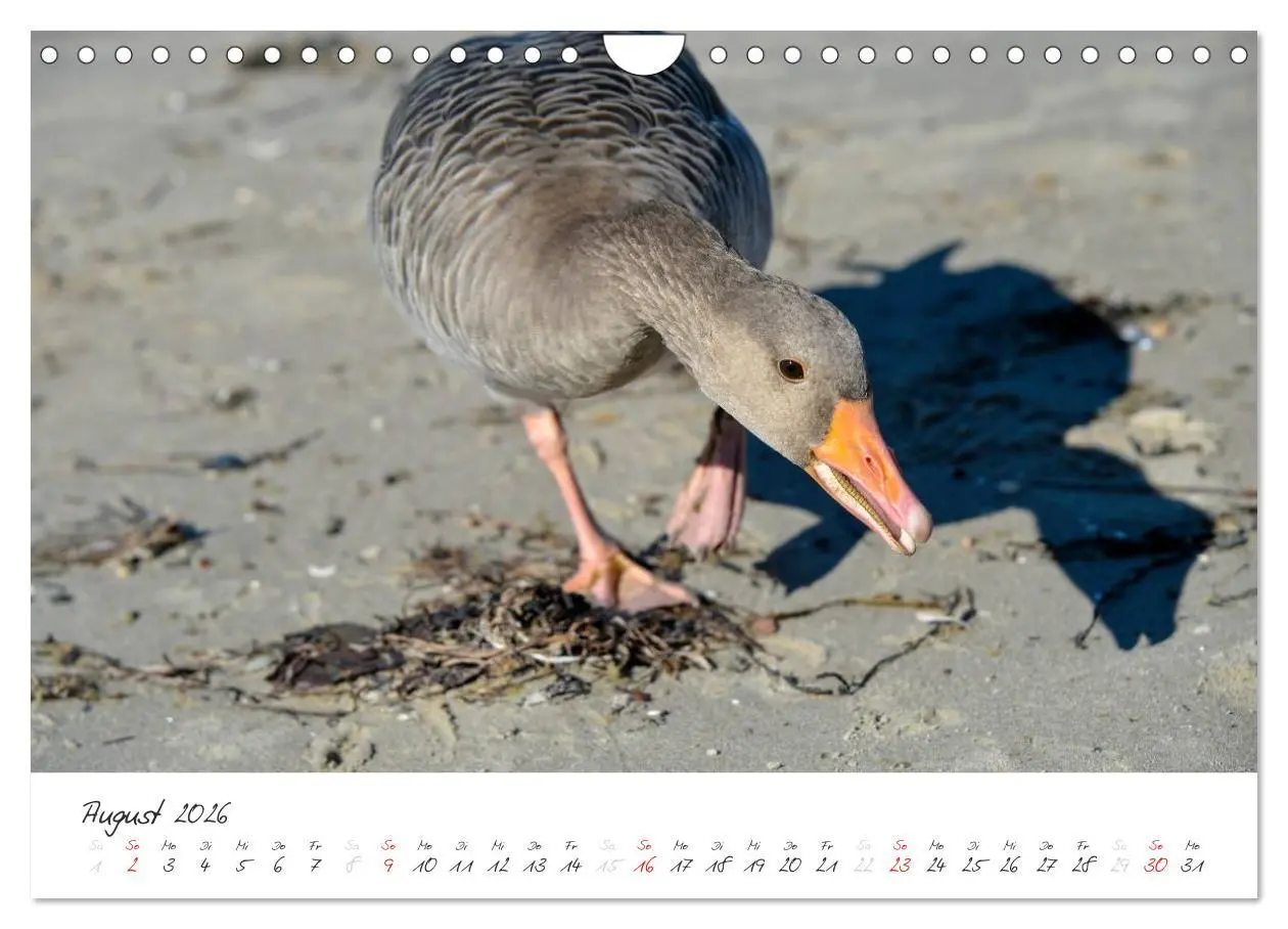 Bild: 9783516088779 | Geltinger Birk (Wandkalender 2026 DIN A4 quer), CALVENDO...