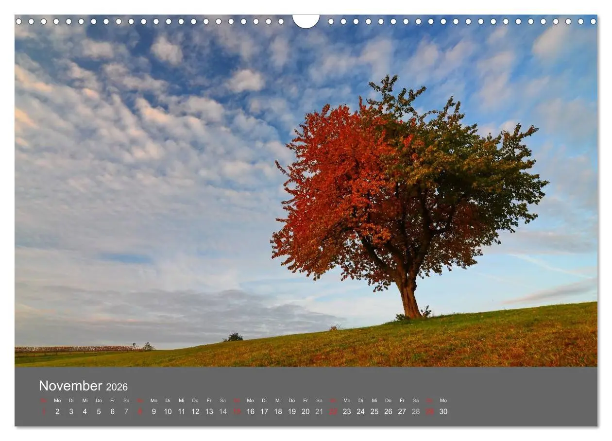 Bild: 9783516228779 | Bäume (Wandkalender 2026 DIN A3 quer), CALVENDO Monatskalender | 2026