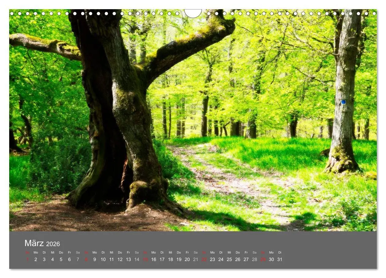 Bild: 9783516228779 | Bäume (Wandkalender 2026 DIN A3 quer), CALVENDO Monatskalender | 2026
