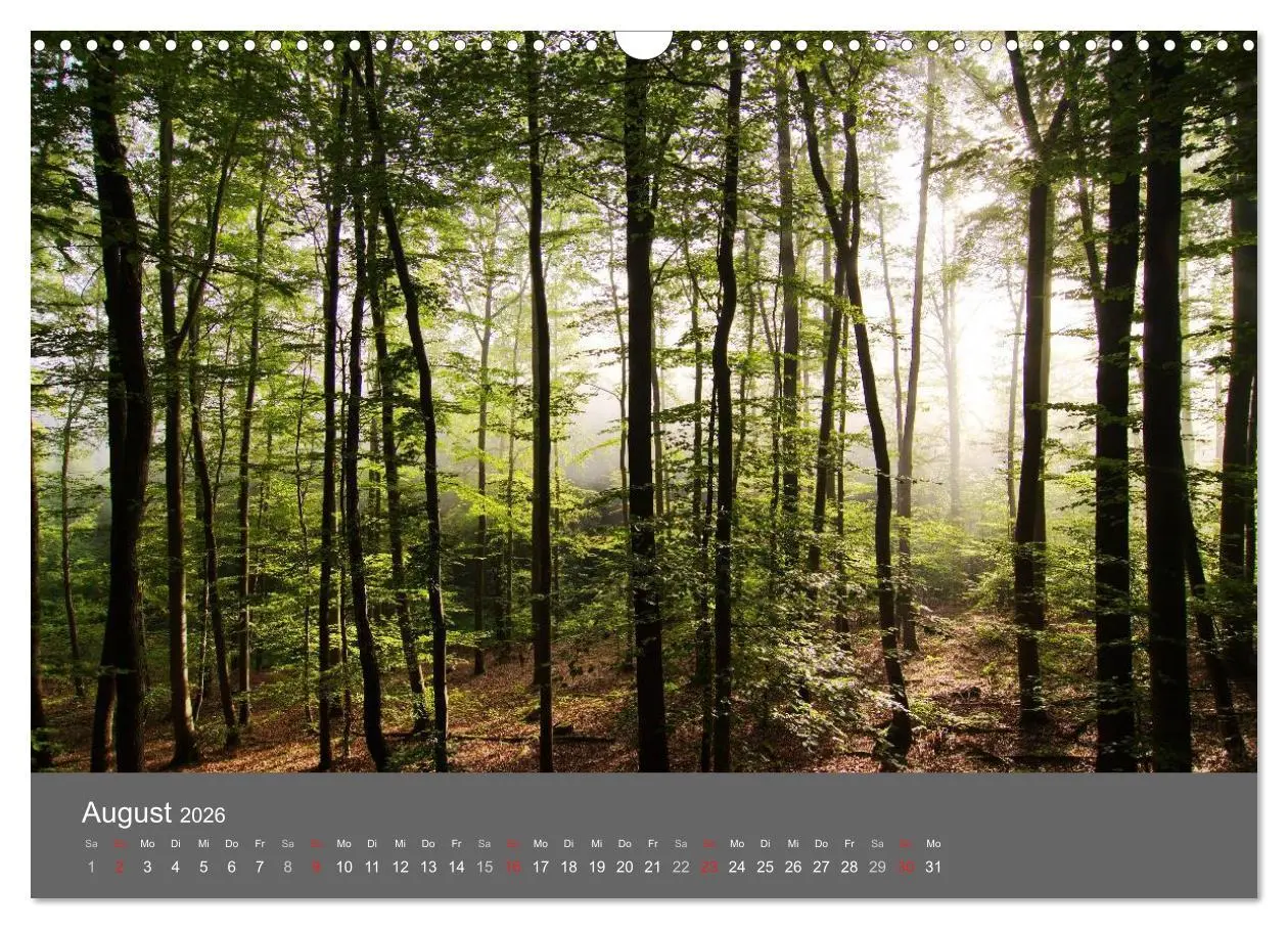 Bild: 9783516228779 | Bäume (Wandkalender 2026 DIN A3 quer), CALVENDO Monatskalender | 2026