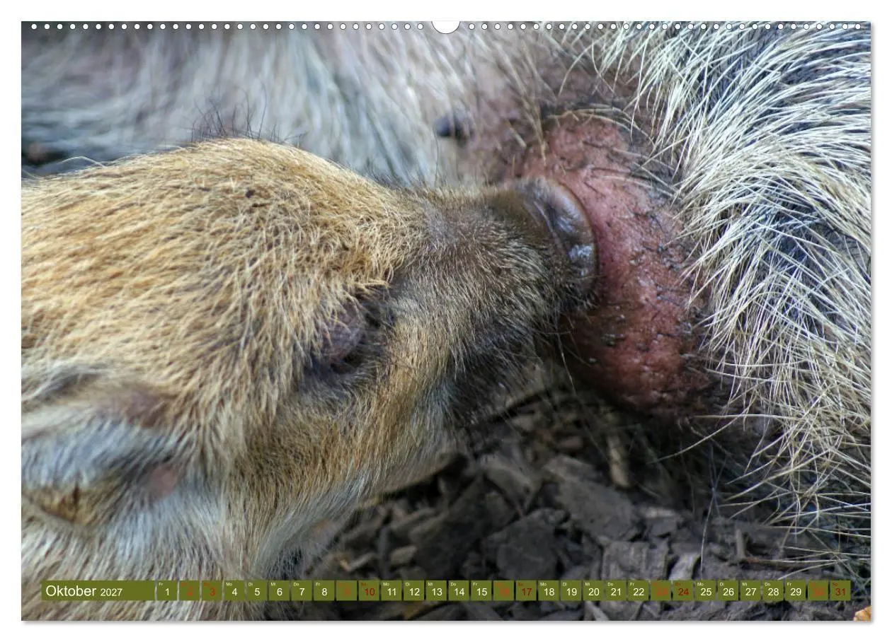 Bild: 9783569848979 | Wildschweins Kinderstube - Freche Frischlinge (Wandkalender 2027...