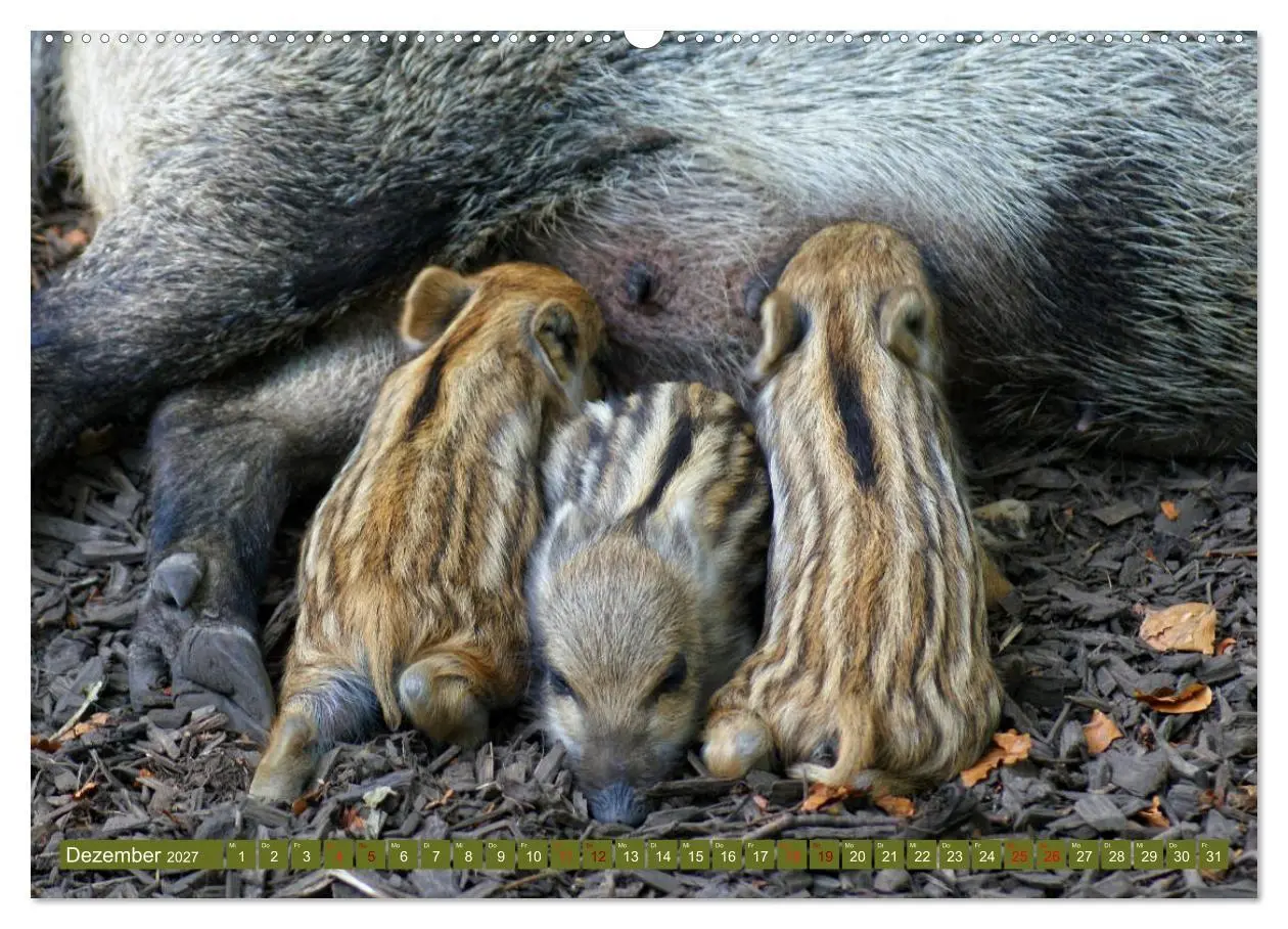 Bild: 9783569848979 | Wildschweins Kinderstube - Freche Frischlinge (Wandkalender 2027...