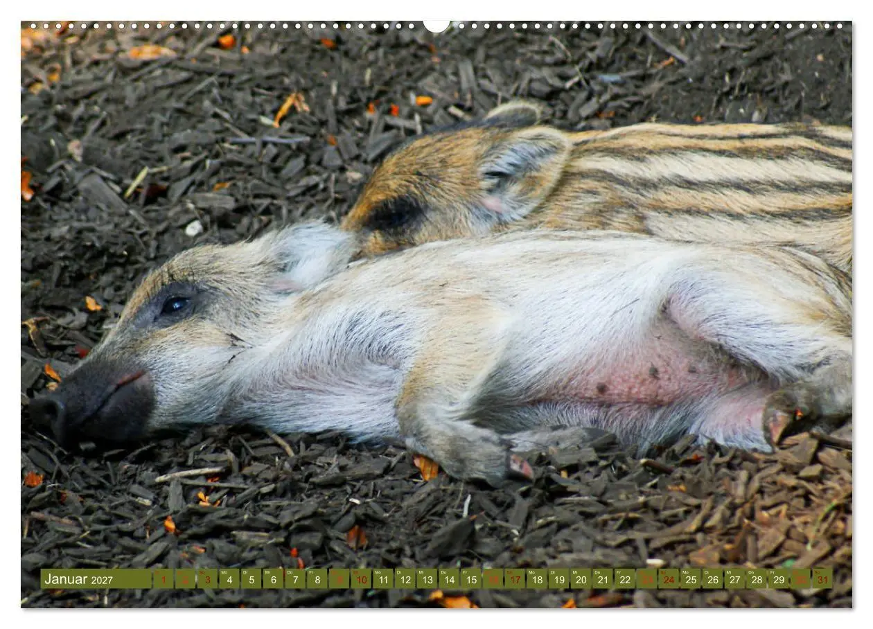 Bild: 9783569848979 | Wildschweins Kinderstube - Freche Frischlinge (Wandkalender 2027...
