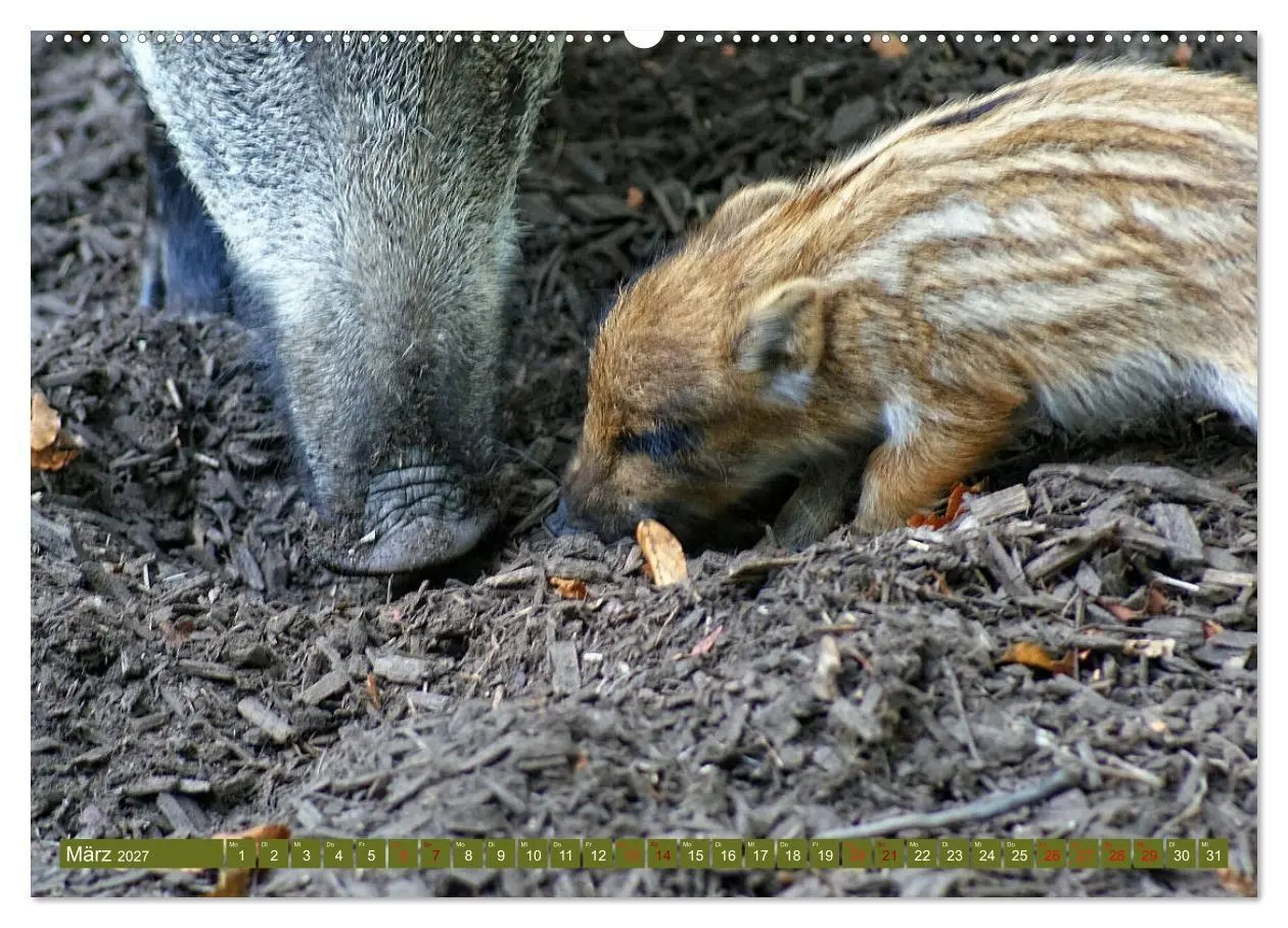 Bild: 9783569848979 | Wildschweins Kinderstube - Freche Frischlinge (Wandkalender 2027...