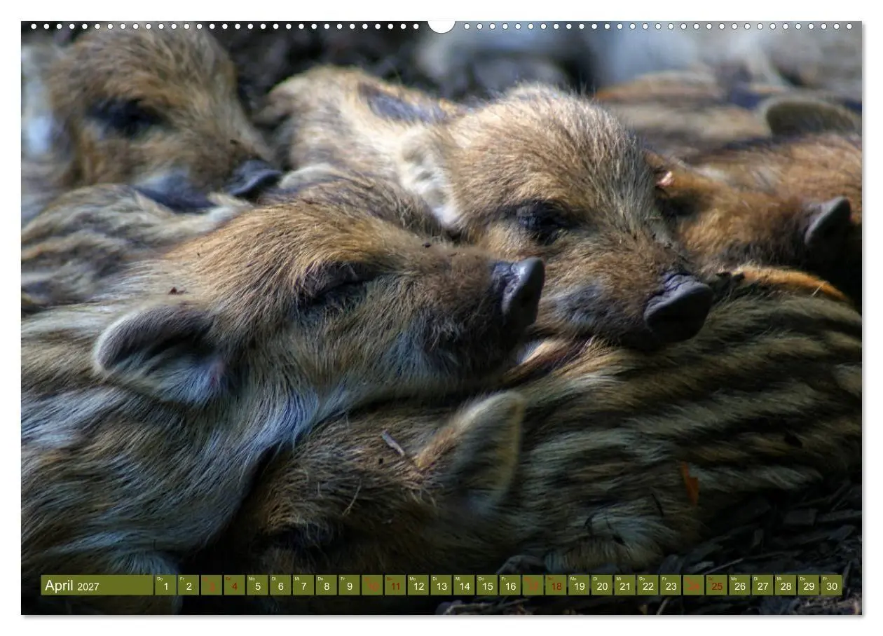 Bild: 9783569848979 | Wildschweins Kinderstube - Freche Frischlinge (Wandkalender 2027...