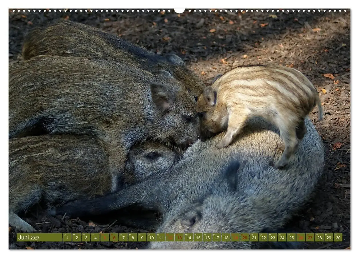 Bild: 9783569848979 | Wildschweins Kinderstube - Freche Frischlinge (Wandkalender 2027...