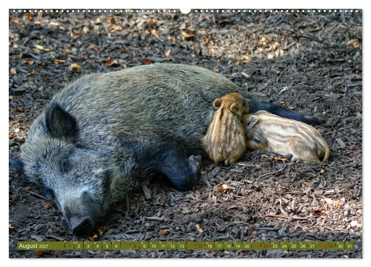 Bild: 9783569848979 | Wildschweins Kinderstube - Freche Frischlinge (Wandkalender 2027...