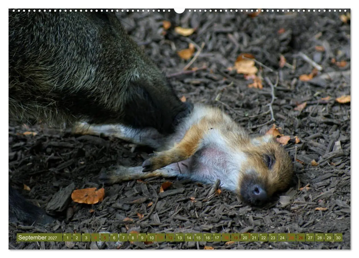 Bild: 9783569848979 | Wildschweins Kinderstube - Freche Frischlinge (Wandkalender 2027...