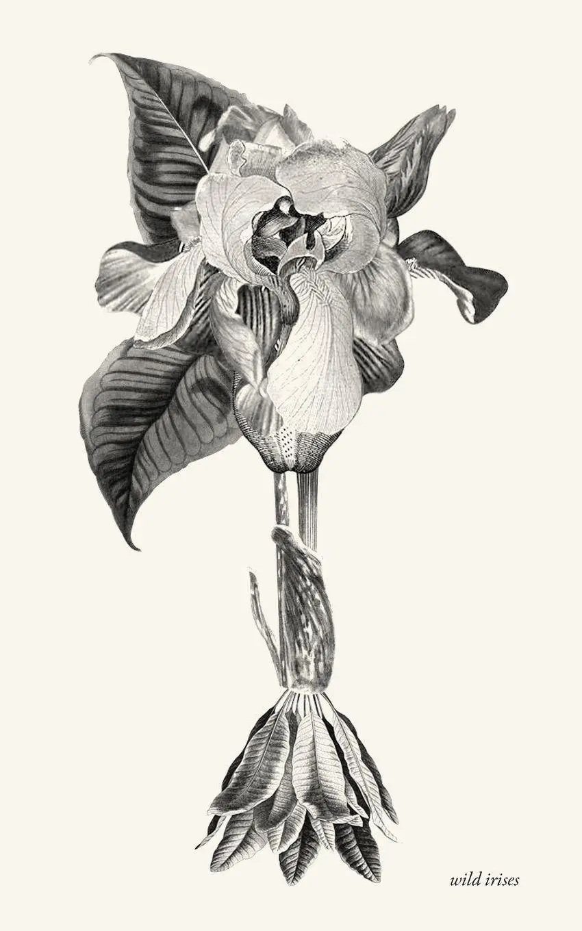 Cover: 9789090298979 | wild irises | Xxxxx Xxxxx | Taschenbuch | Kartoniert / Broschiert