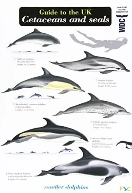 Cover: 9781908819079 | Guide to the UK Cetaceans and Seals | Mark Peter Simmonds | Englisch