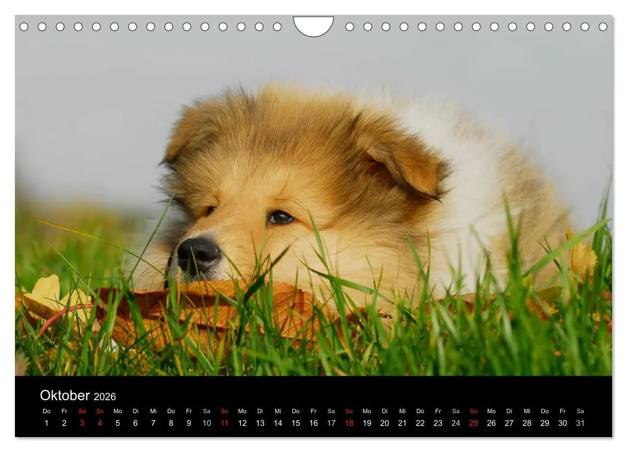 Bild: 9783516169379 | Faszination Collie 2026 (Wandkalender 2026 DIN A4 quer), CALVENDO...