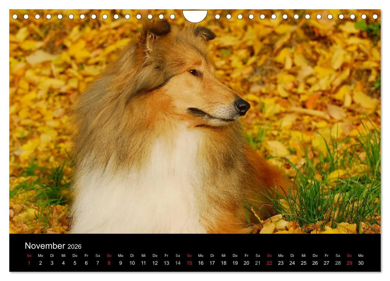 Bild: 9783516169379 | Faszination Collie 2026 (Wandkalender 2026 DIN A4 quer), CALVENDO...